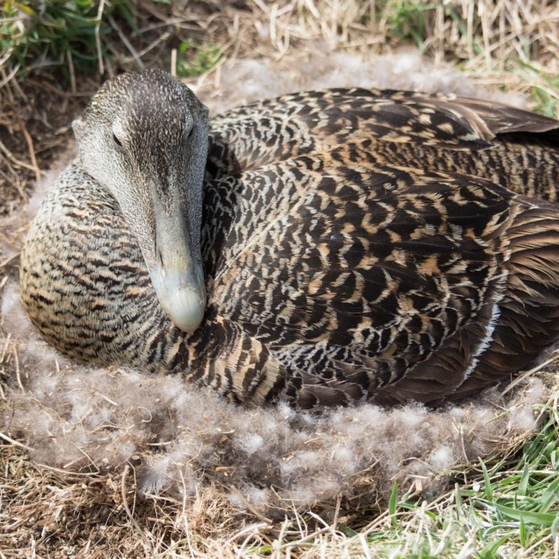 Eiderdown Duvet KÖNIGIN DER NACHT 